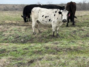 25 Head of Black, Red and Yellow Crossbred Cows, #02122