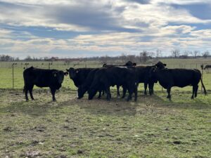 8 Head of Black Bred Cows, #02072