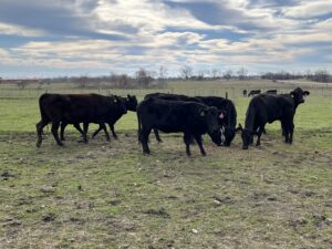 8 Head of Black Bred Cows, #02072