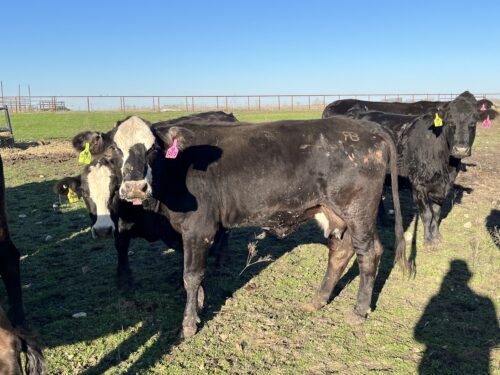 14 Head of Black Bred Cows, #02072