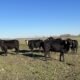 14 Head of Black Bred Cows, #02072