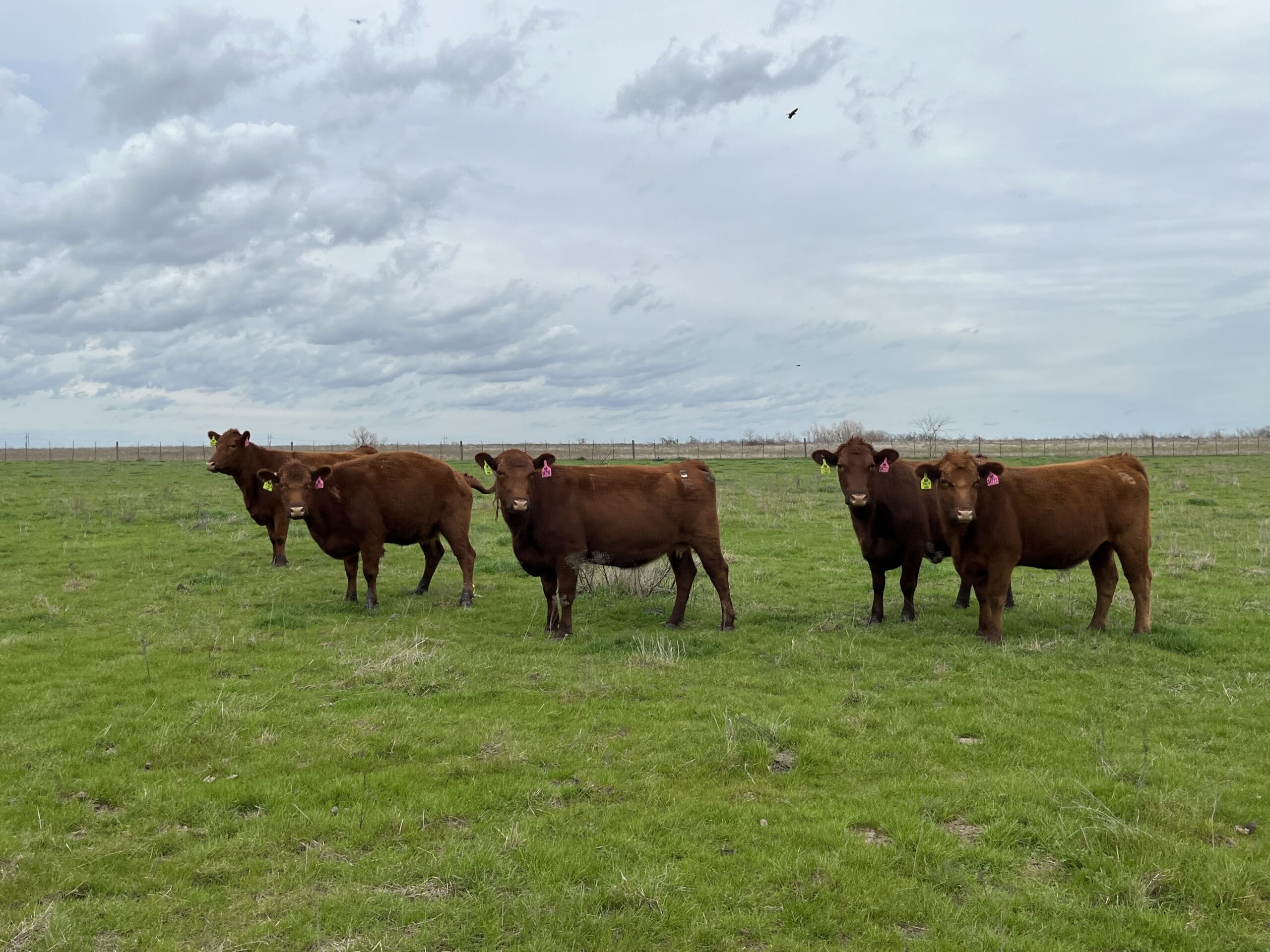 7 head of polled Red Angus Cows #0216