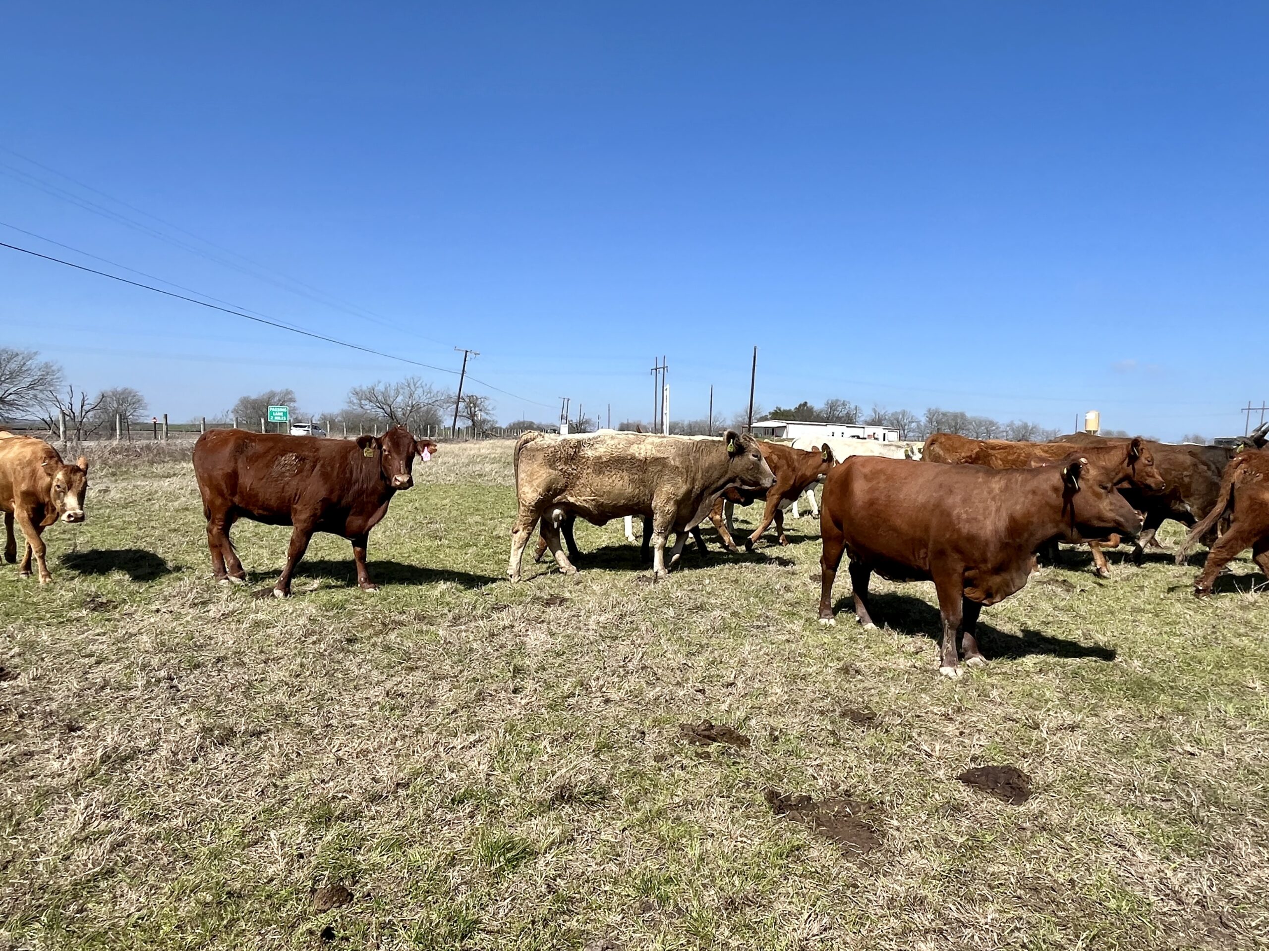 27 Head of Red, Red Motley Face, Charolais and Charolais Cross Cows, #0222