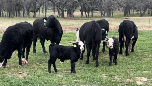 5 Brangus Baldy First Calf Heifer Pairs, #0112
