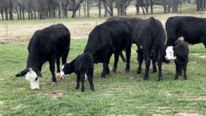 5 Brangus Baldy First Calf Heifer Pairs, #0112