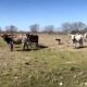 9 head of Longhorn and Watusi cows and calves, #02014