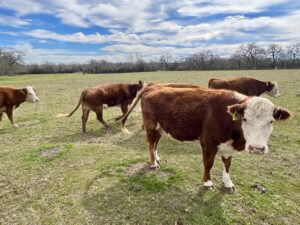 8 Head of Bred and Exposed Herefords Cows, #0208