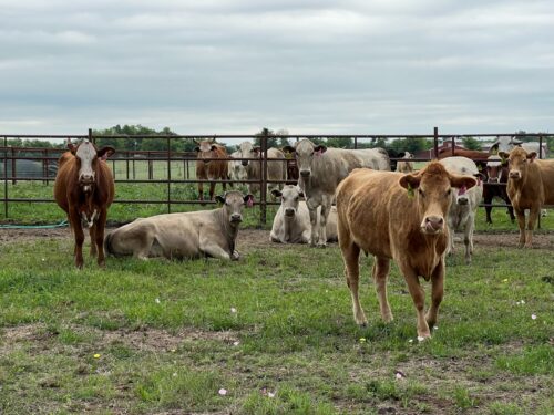 14 Head of Charolais, Charolais X, Red Angus & Crossbred type of Cows, #03133
