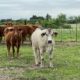 14 Head of Charolais, Charolais X, Red Angus & Crossbred type of Cows, #03133