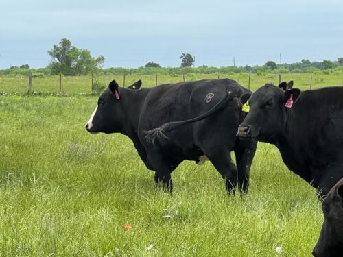 40 head of Black and Black Motley Face Cows, #0313