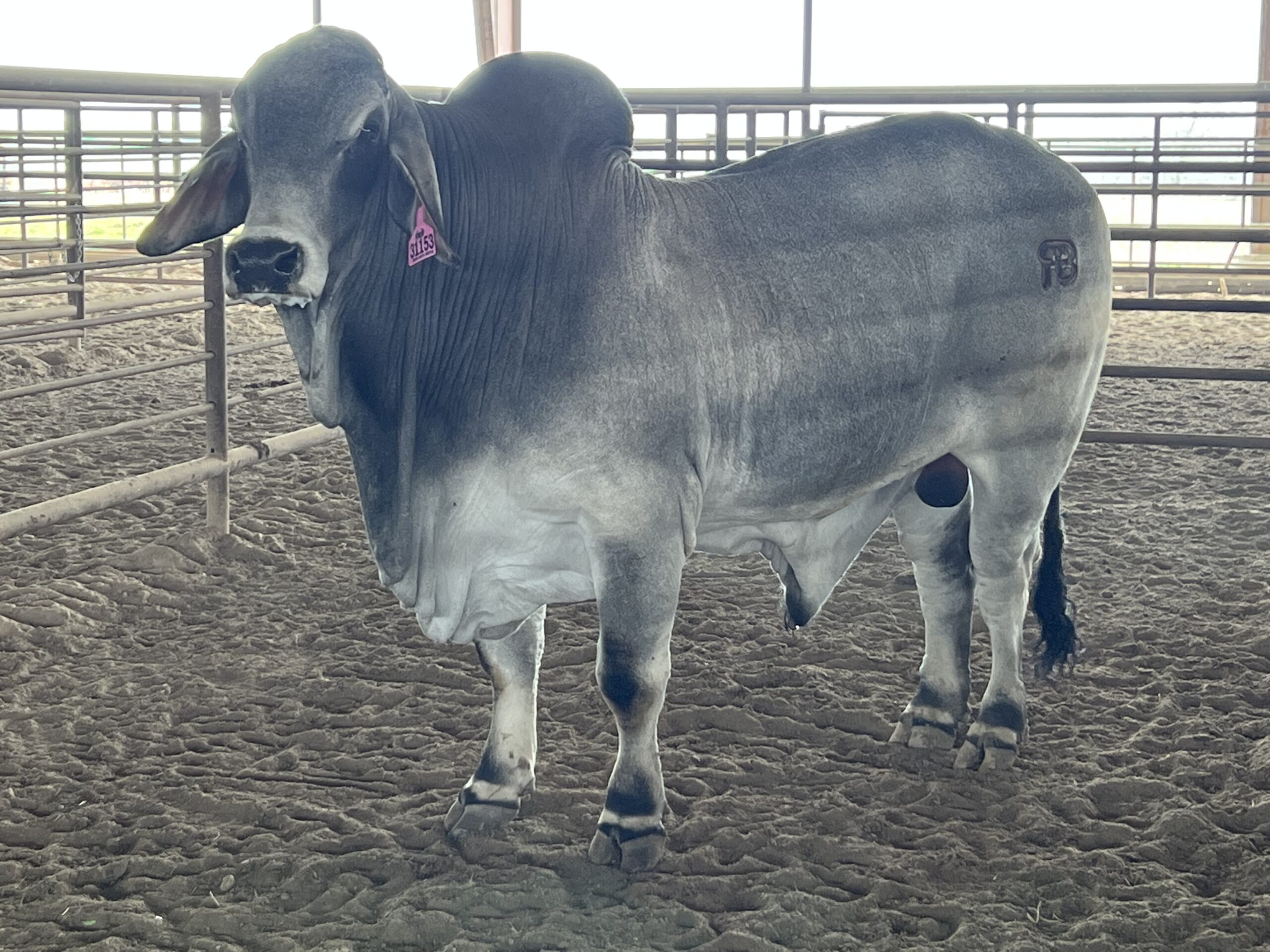 3-year-old Brahman Bull, #31153