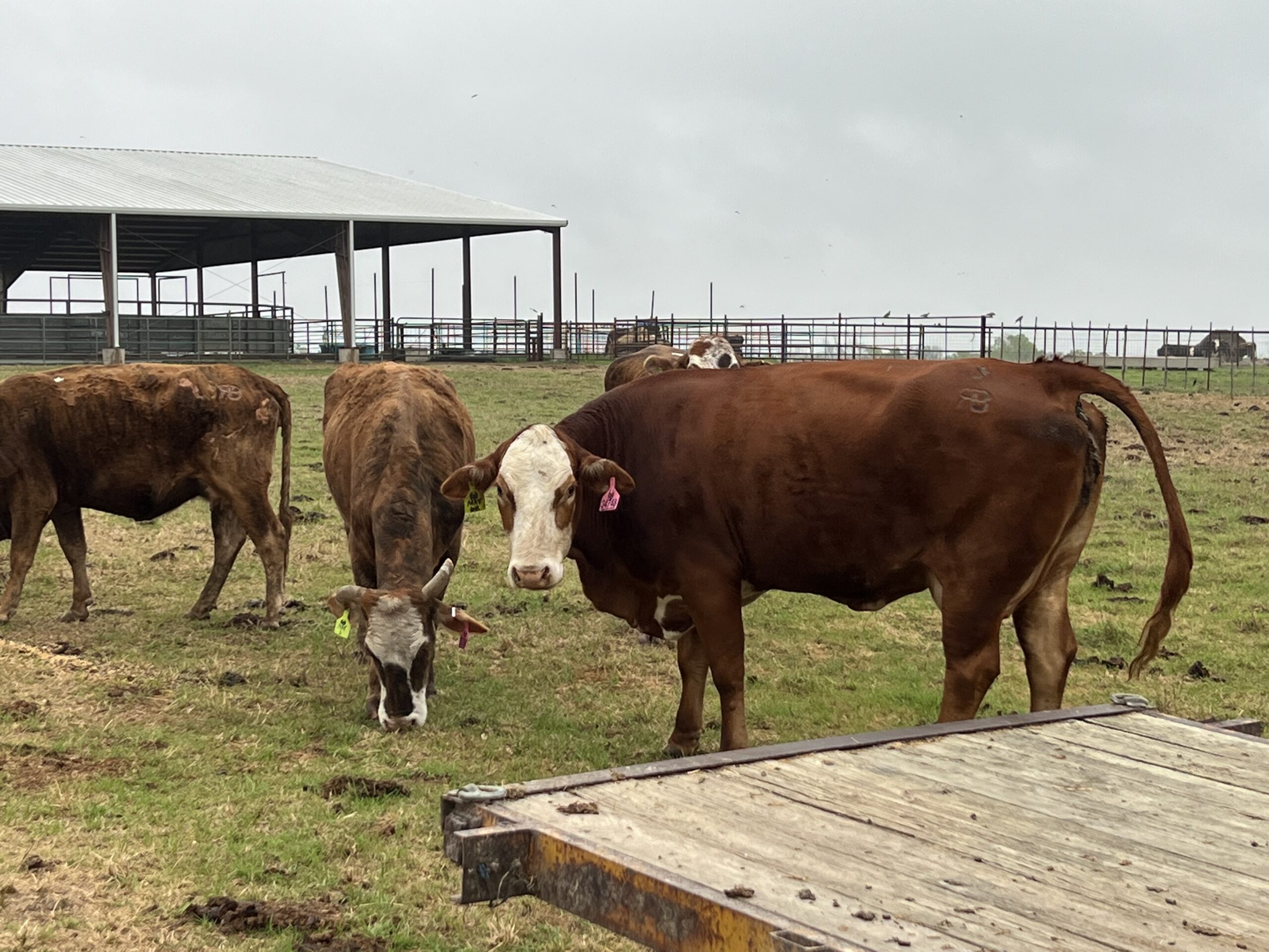 8 Head Crossbred Cows #0311