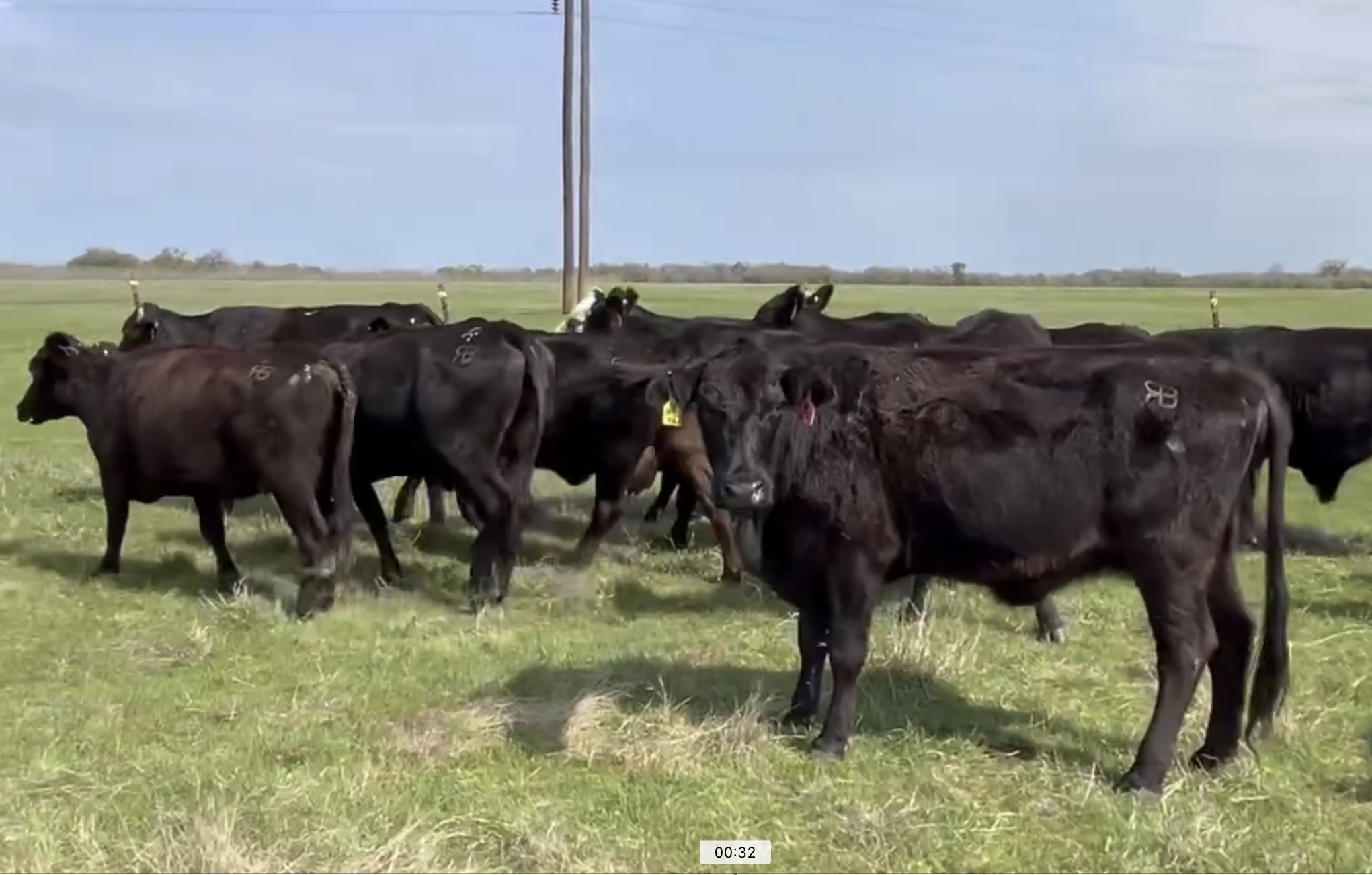 25 Head of Black and Black Motley Face Cows #0312