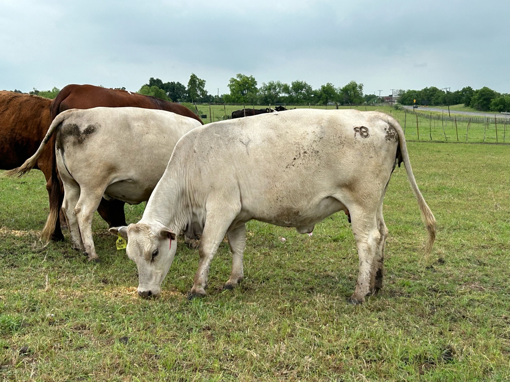 18 Head of Charolais, Charolais X, Red Angus & Crossbred type of Cows, #03133