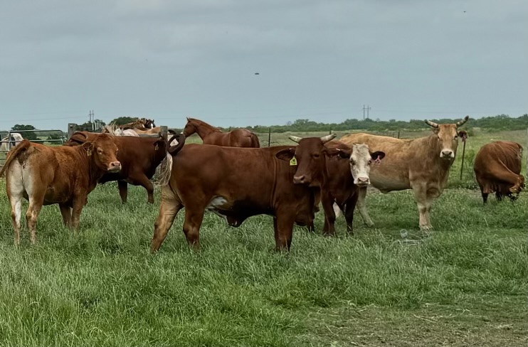 12 Head Crossbred Cows #03112