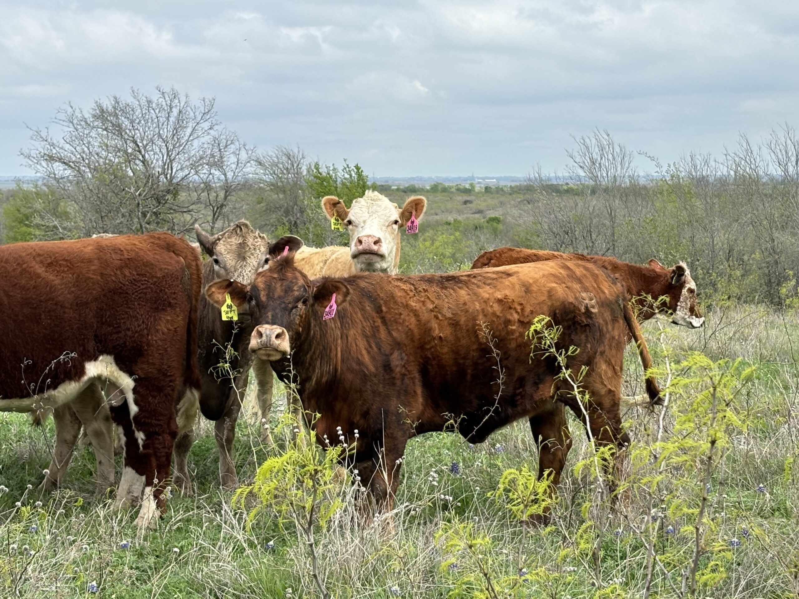 16 Head of Charolais, Charolais X, Red Angus & Crossbred type of Cows, #03133
