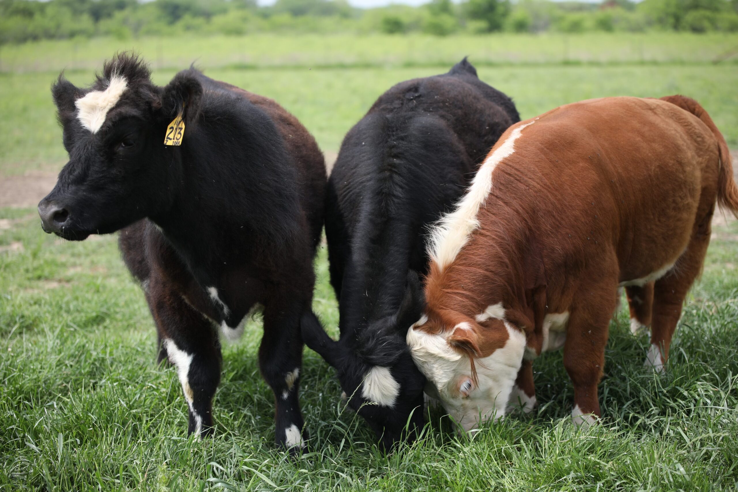 2 Black & White Mini Heifers with a 2-year-old Mini Hereford Bull #0409