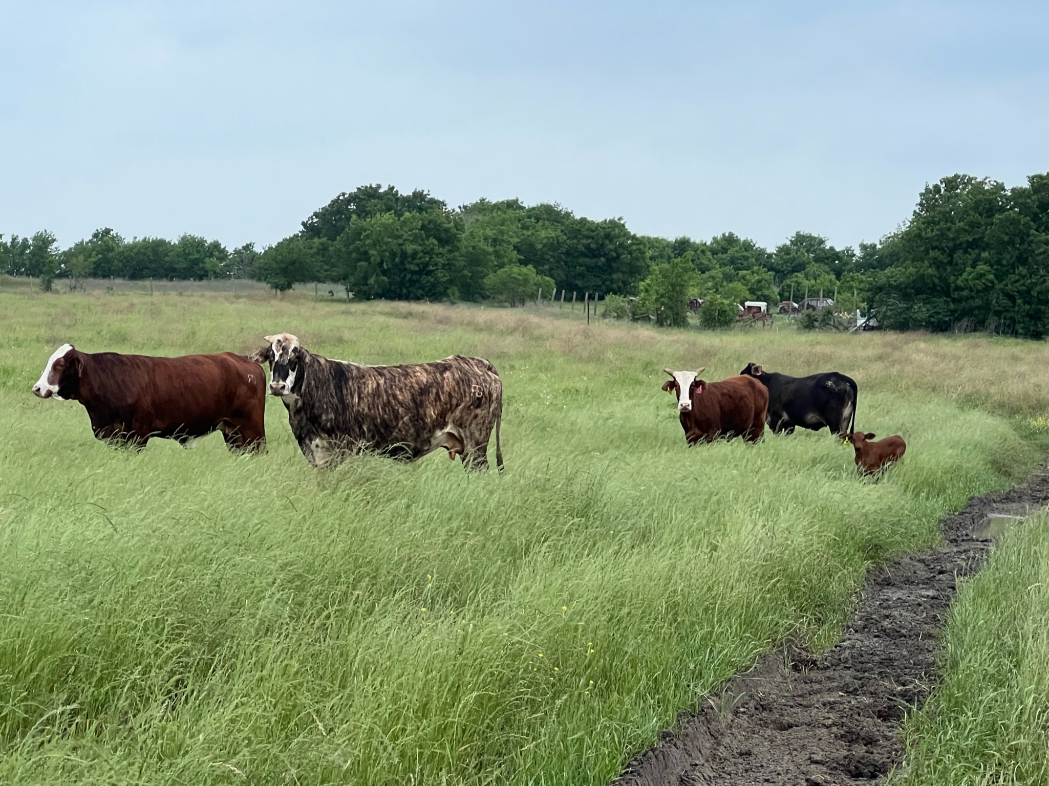 6 Head of Crossbred Cows, #04173