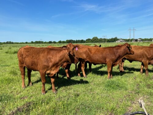 7 head of Red Brangus Cows, #0418