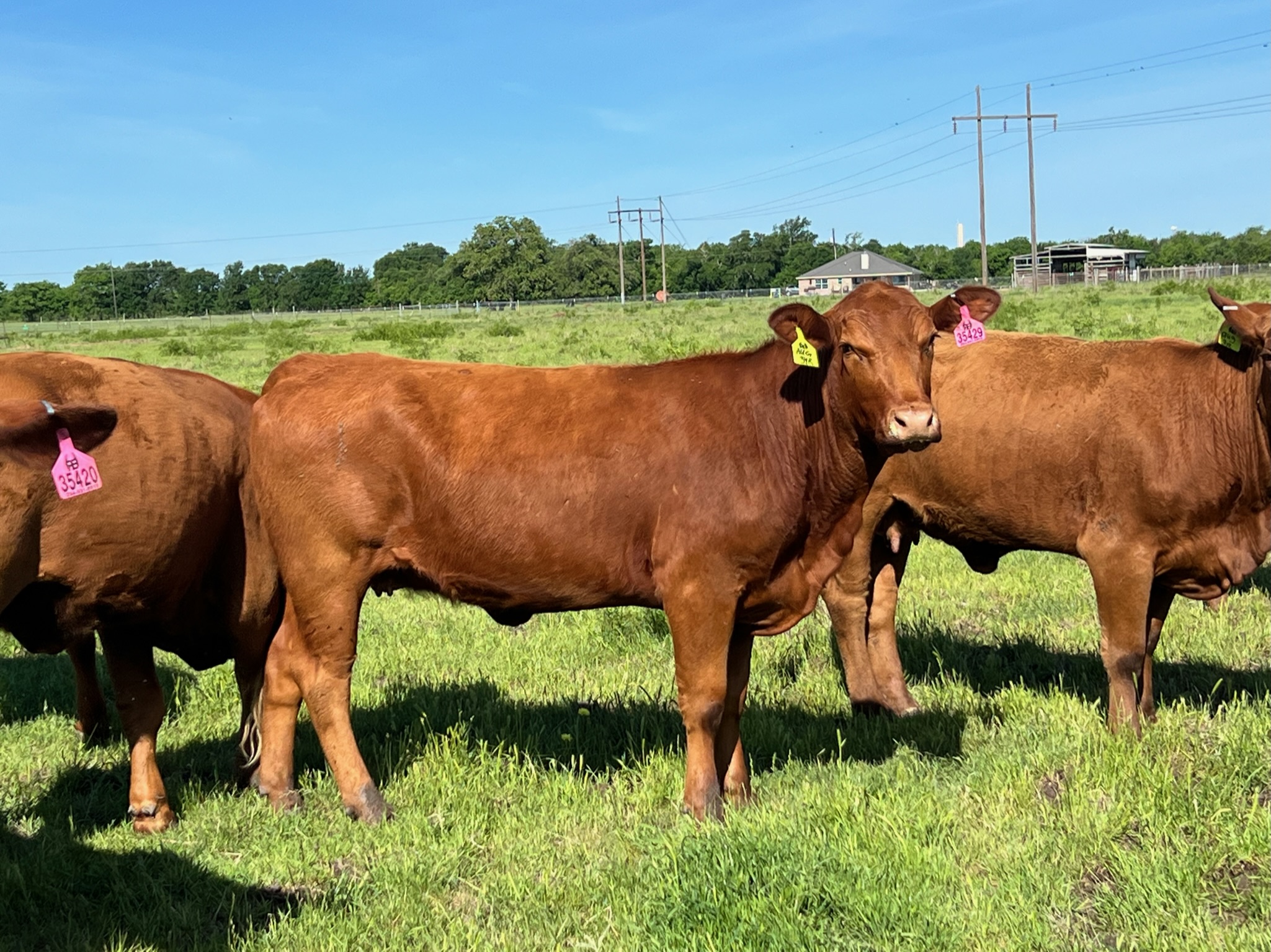 7 head of Red Brangus Cows, #0418