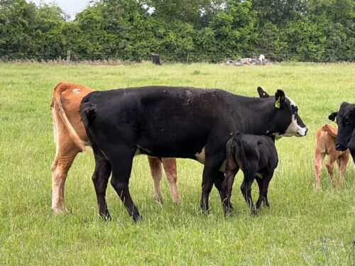 9 Black, Red and Yellow Crossbred Cows with Calves, #0417
