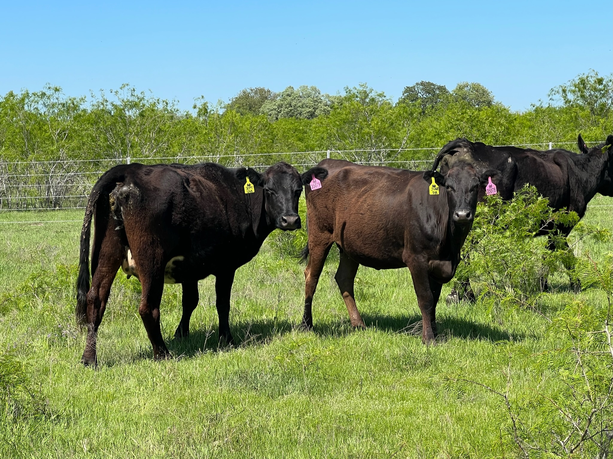 15 head of Black and Black Motley Face Cows #0405