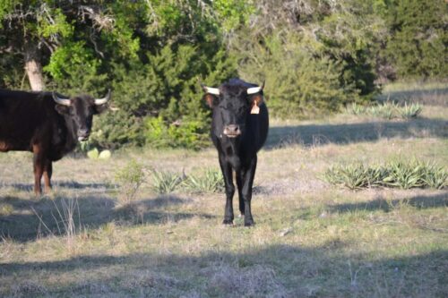 6 Head of Black Corriente Cows #0404