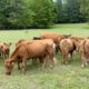 Herd Sellout: Red Angus, Hereford and Hotlander (RA Brown Genetics), #0408