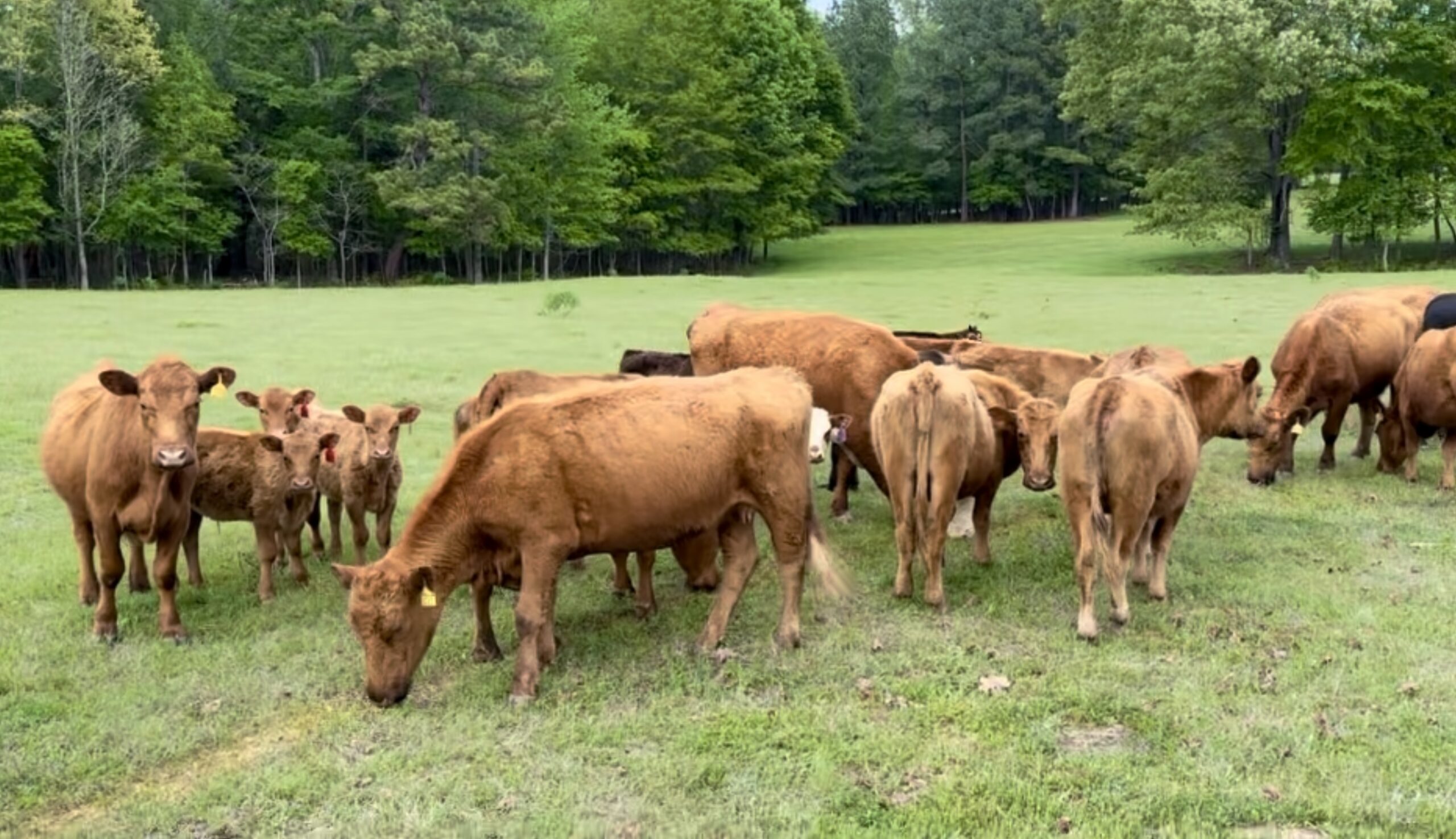 Herd Sellout: Red Angus, Hereford and Hotlander (RA Brown Genetics), #0408