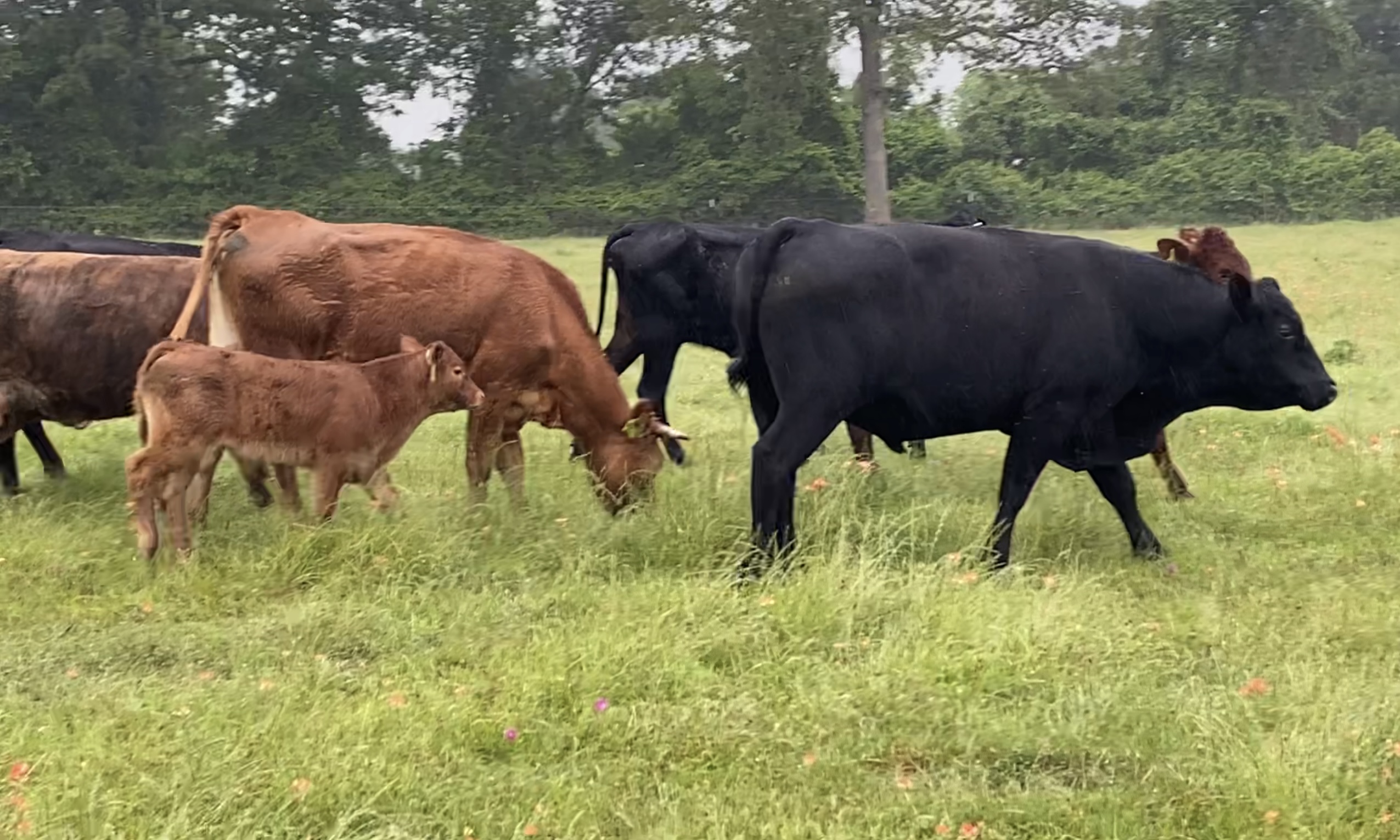 9 Black, Red and Yellow Crossbred Cows with Calves, #0417