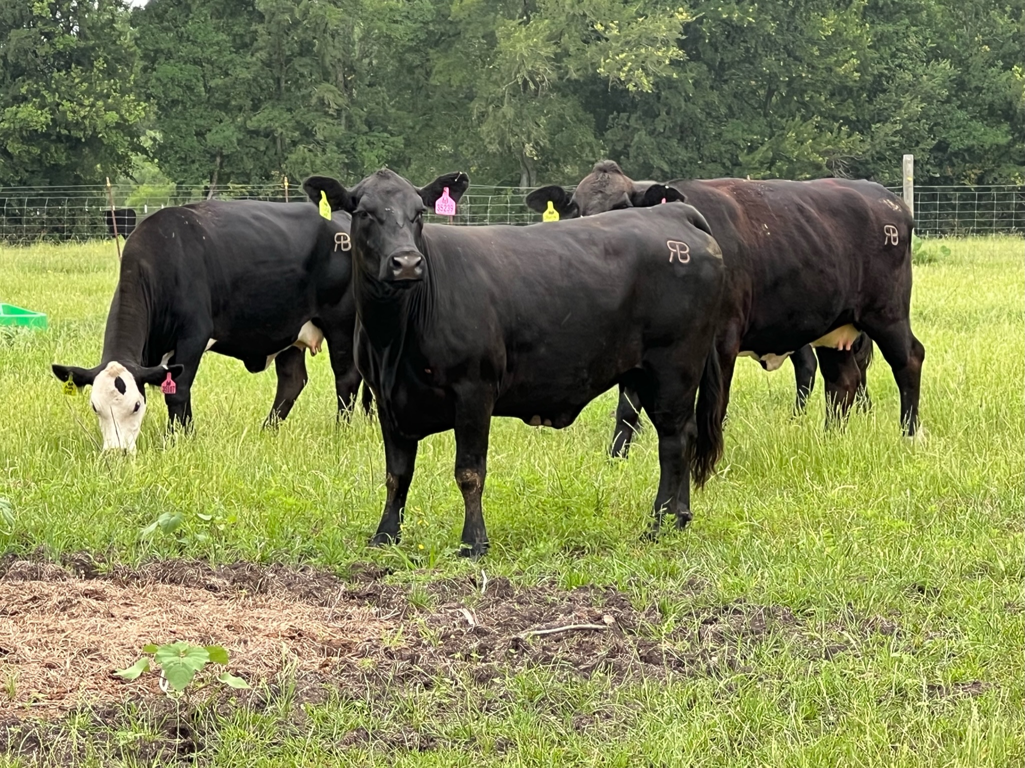 12 head of Black Bred Cows, #04012