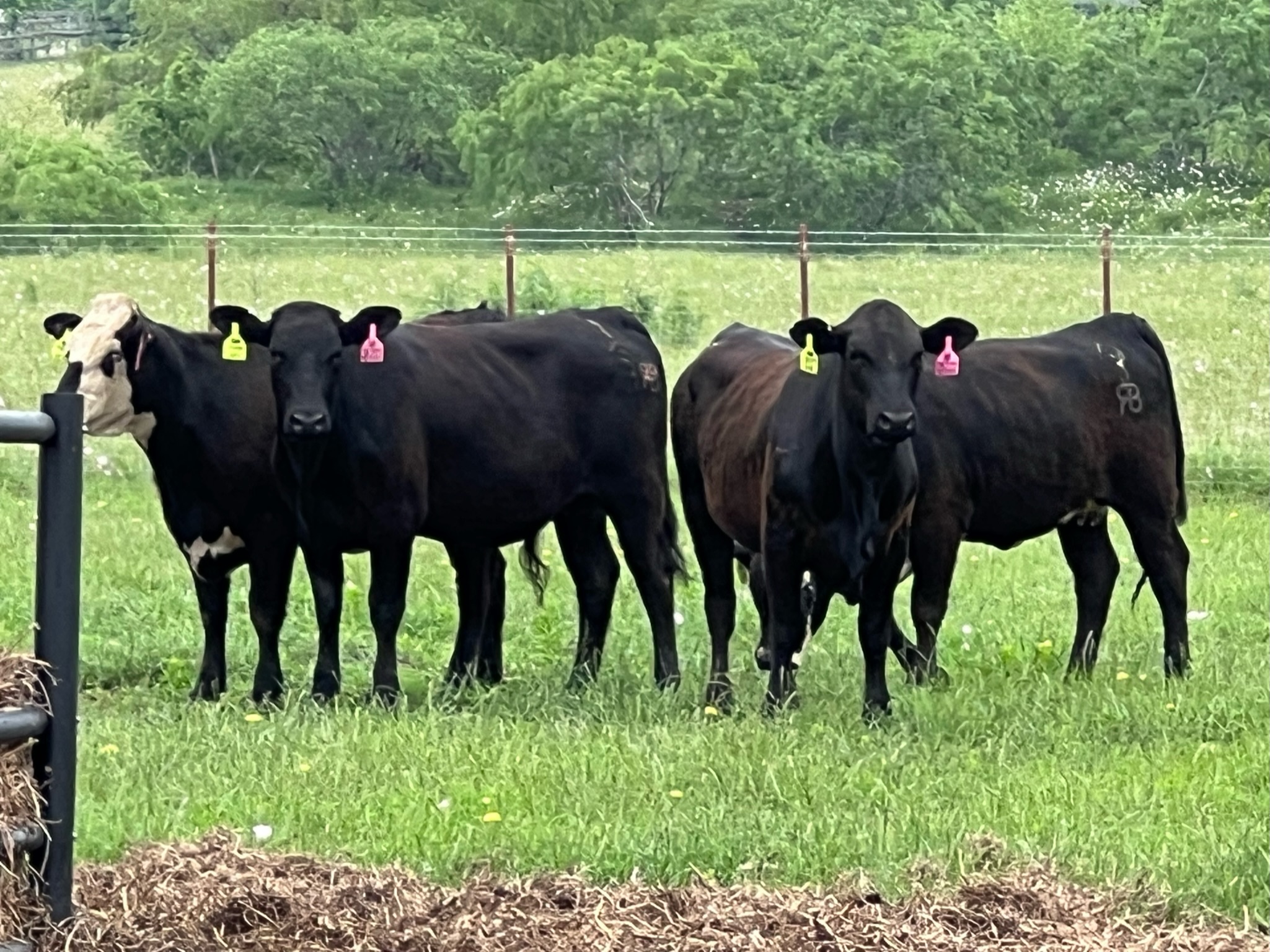 5 head of Black and Black Motley Face heifers, #0501