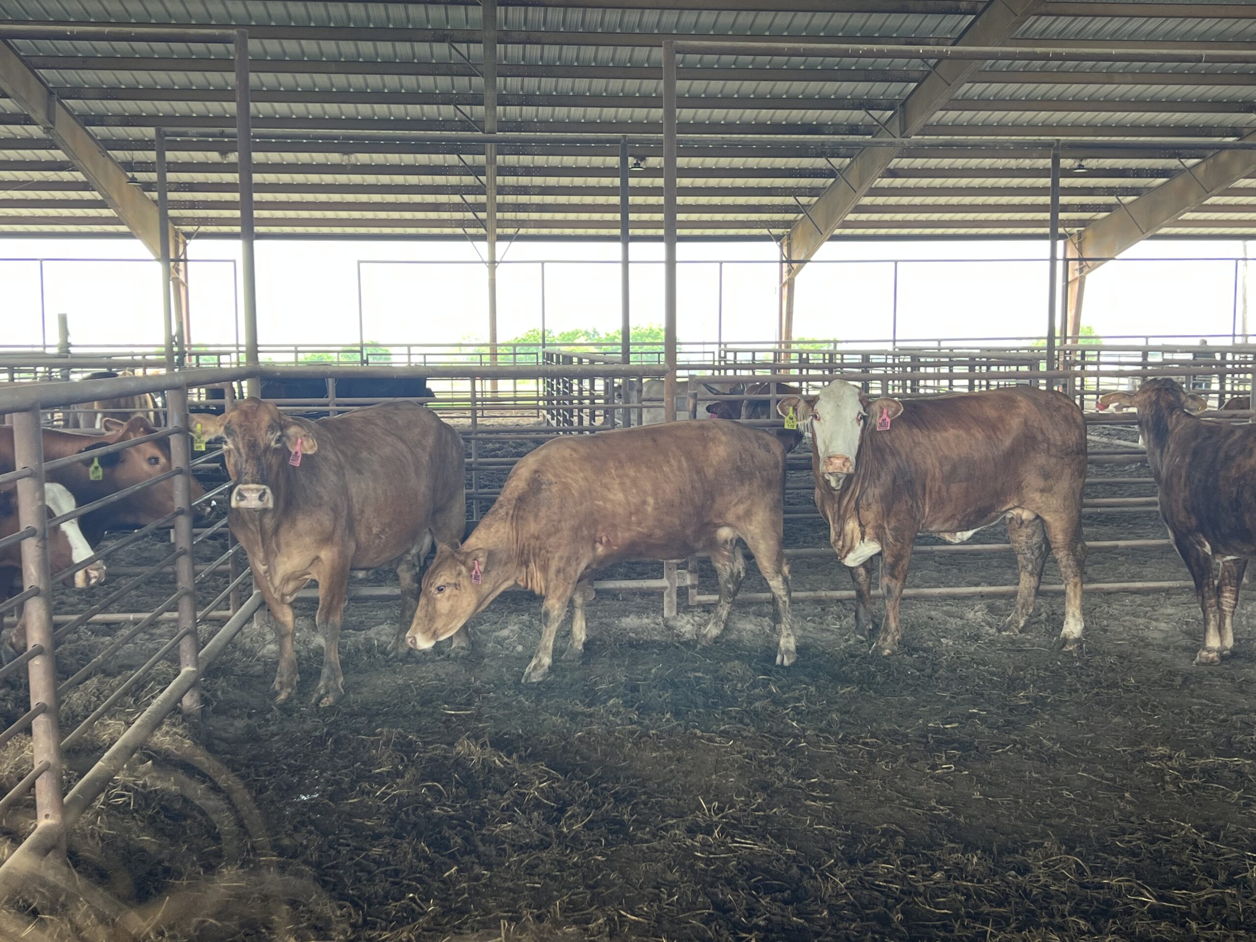 4 Tigerstripe Bred Cows, #05072