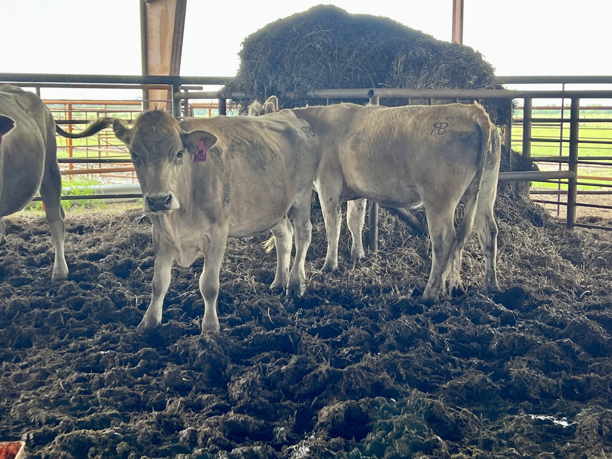 6 head of Charolais and Charolais Cross Bred Cows, #0506
