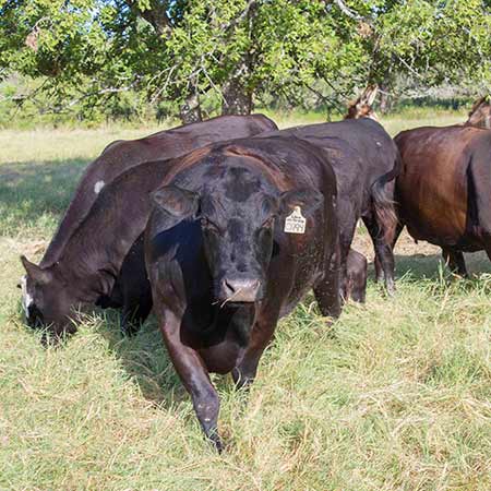 Open Cattle for sale in texas