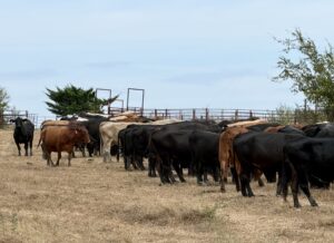 150 head of Older Crossbred Cows, #1001